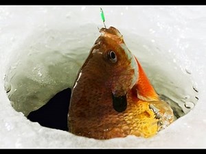 Ice Fishing Bluegill & Crappies