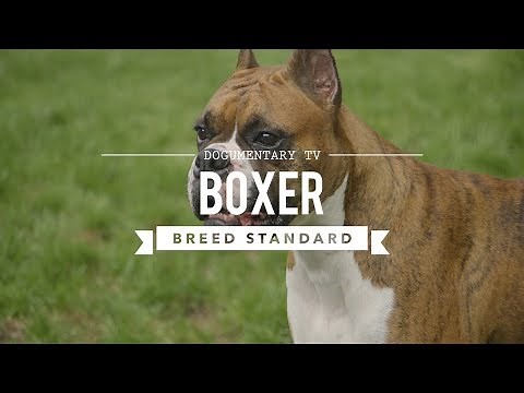 BOXER DOG UKC BREED STANDARD