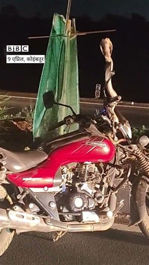 नाग पाहून बायकर उतरला अन् नाग गाडीवर चढून बसला, पाहा व्हीडिओ | BBC News Marathi