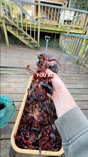 🦞 How To Grab A Handful Of Crawfish