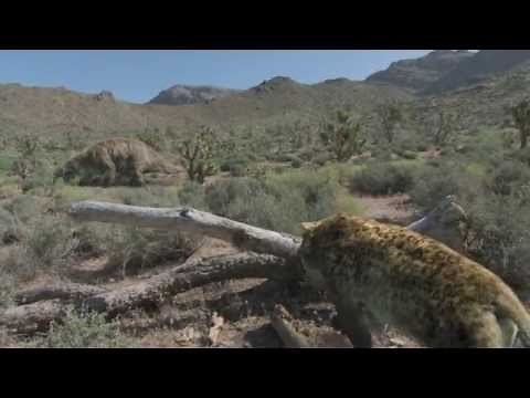 Imagine a world ruled by giants: BBC Ice Age Giants trailer