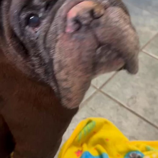 California Bully Rescue on Reels