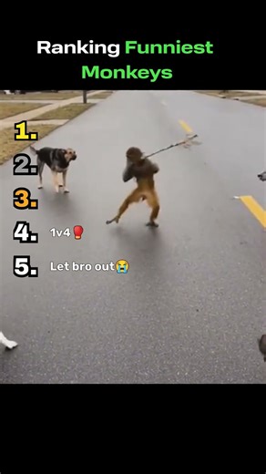 Funniest monkeys on the internet! #comedy #funny #fails