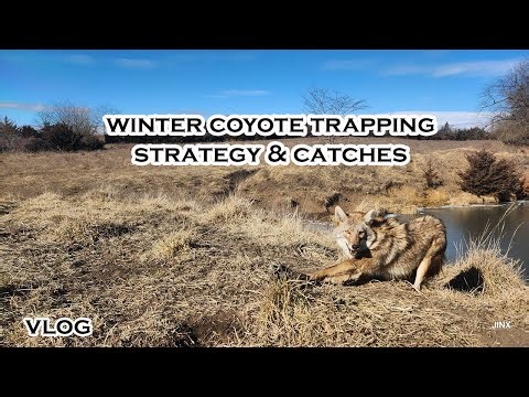 WINTER COYOTE TRAPPING W/Catches | VLOG | S7 Ep10