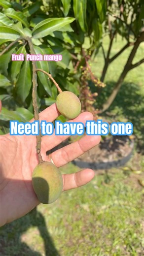 Fruit Punch is a must have ,extraordinary and healthy tree,a fruit everyone love