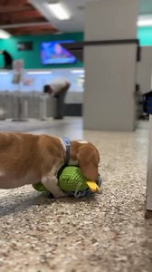 Ash 🐶🤩 the Beagle ❤️ https://berlinpetshop.com/8286-ash/ | Berlin Pet Shoppe