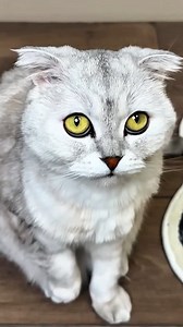 452K views · 3.3K reactions | Why does my cat act like this樂 #love #PetCare #catlovers #reels #cat | Cat Kisa | Facebook