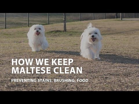 How We Keep Maltese Clean - Preventing Stains, Brushing, Food