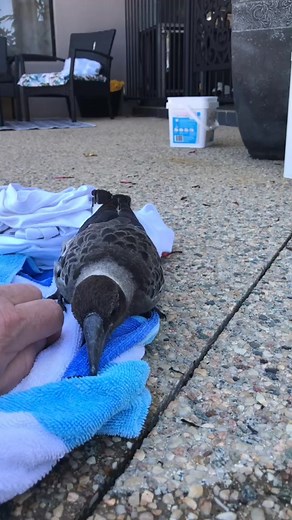 Caring for an Injured Pigeon: A Gentle Rescue