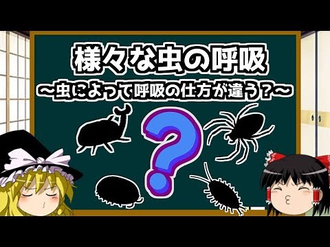 【ゆっくり解説】虫の様々な呼吸