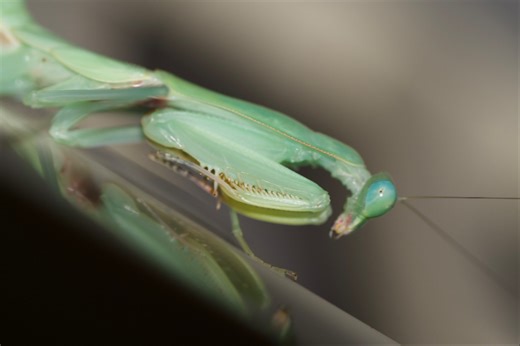 Rhombodera titania/Hierodula major或其近缘种母虫羽化有点不全的全过程记录