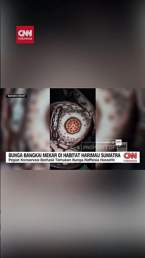 Bunga Bangkai Mekar di Habitat Harimau Sumatera