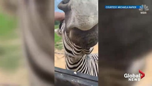 ‘This is how I’m going to die!’: Zebra bites selfie taker