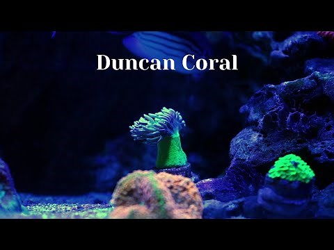 Duncan Coral Care Tips