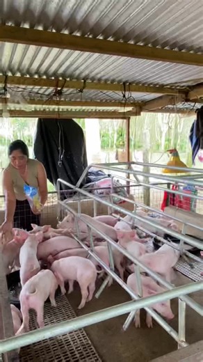 Essential Tips for Backyard Pig Farming Management
