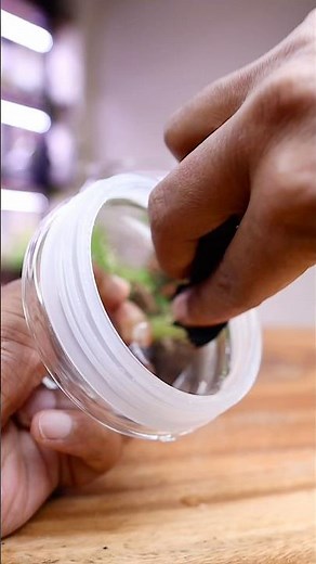 Closed terrarium maintenance