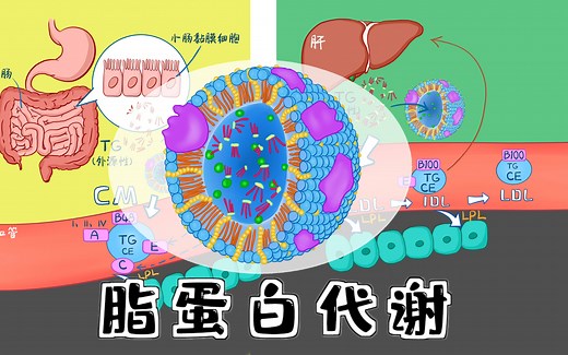 漫画生物化学 |【脂蛋白代谢】CM、VLDL、IDL、LDL、HDL 结构和代谢全过程