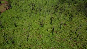 Northern Australian savanna invaded by gamba grass