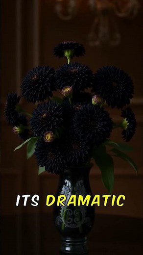 Why Are Black Dahlias So Mysterious?