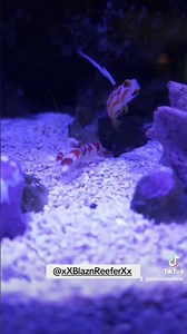 The best reef hack! A shrimp and goby pair!! Yasha Goby and Randall's pistol shrimp. #reeftank #fish