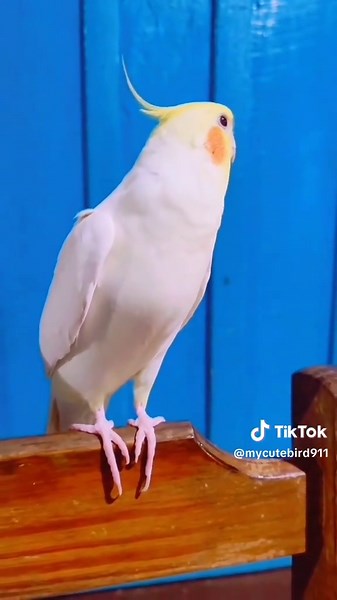 Cockatiel Bird Care Tips and Tricks