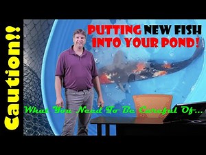 Introducing New Fish Into Your Pond