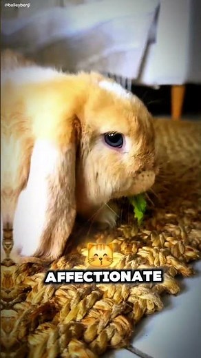 Lop Eared Rabbit; The Cutest Floppy Eared Bunny #LopEaredRabbit #CuteBunnies #FluffyPets