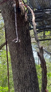 The things we do at deer camp. A box cutter. 4 zip ties a long tree brach and this problem was solved #deerhunting | Wade Middleton