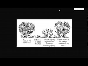 Best Trees To Coppice and Uses For Coppiced Trees