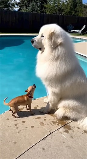 He barked once… and the chihuahua jumped 😭💨💦 | Testing videos