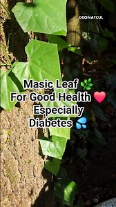 Coccinia Leaves – Hidden Herbal Benefits | Health Tips