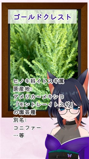 2025年12月16日 ゴールドクレスト #おはようvtuber #vtuber準備中 #夕凪カフェ