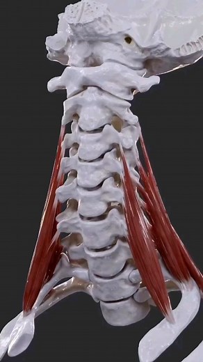 Anatomy World on Instagram: "📢 Muscles are incredible powerhouses that keep our bodies moving and functioning effectively. Today, let's dive into the fascinating world of #scalene muscles. These three muscle groups, the anterior scalene, the middle scalene and the #posterior scalene, have special importance in #HumanAnatomy 🔍 Location and Anatomy: The scalene muscles reside on the sides of the neck, nestled between our vertebrae and clavicle. Originating from the lateral processes of the neck 