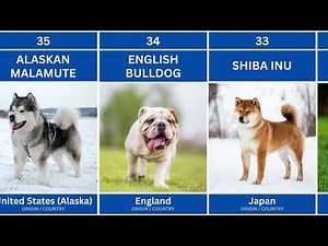 100 Dog Breeds and Their Countries of Origin 🐾 | Learn Where Your Favorite Dogs Came From!
