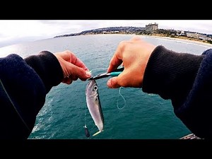 Pier Fishing with Sabiki Rigs!