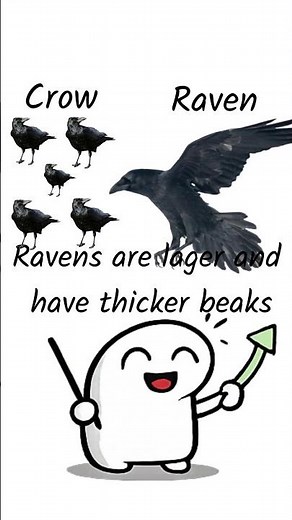 Crow vs Raven: What's the difference?