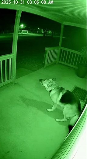 Why Is This Dog Howling At Night?