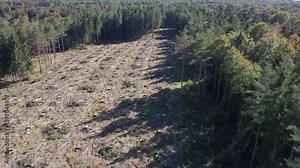 Stark contrast between a clear-cut logging area and the dense, healthy forest remaining behind.