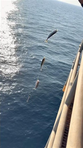 Mackerel Fishing from Offshore Platform! 🎣 #offshorefishing