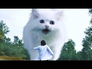 Fans Recreates Godzilla Using Kitten