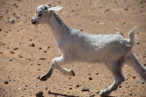 Narcissistic and Family Scapegoat Recovery