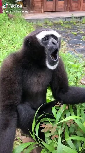 Loud Monkey Sounds: Monkey Screaming & Funny Monkey Sound Effects