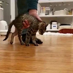 Watch a tiny paralyzed kitten learn to jump — and become a foster dad 😻 | The Dodo