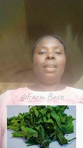 Using PUMPKIN LEAVES STEM [UGU LEAVE STEM] to super charge the weight gain poultry birds 👩‍🌾 | Farm Base & Blizz Foods