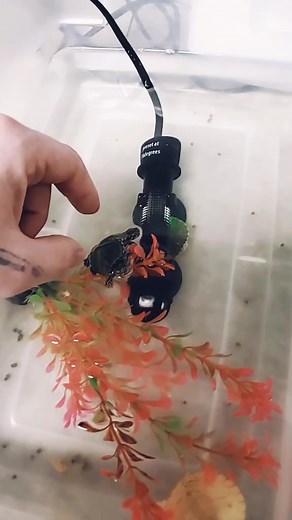 THESE GUYS HAVE TWO HEADS! Have you ever seen a turtle with two heads?? #turtle | Andy Gabbs