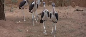 "Animals Are Beautiful People" (1974) where African Animals appear to get drunk by eating fermented Marula fruit. They say an elephant never forgets, but I have a feeling they’re not going to remember this night. Marula is a beautiful African tree species that produces aromatic fruits about the size of plums. A bottle of Amarula is a Liquor, which is a classic souvenir to take back from Africa. It's incredibly nice over ice. Apparently Filmmaker Jamie Uys the director and producer staged the sce