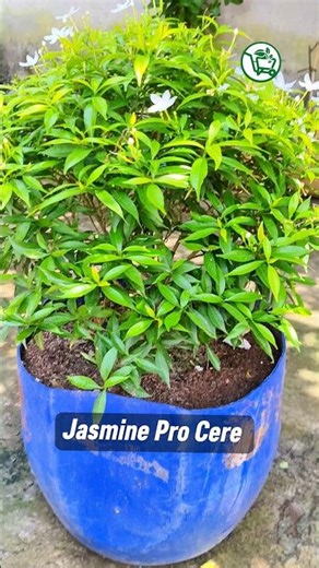 🌸 Jasmine Tree Pro Care Tips | Keep it Blooming 🌿 #JasmineCare #PlantLovers #GardeningTips #TreeCare