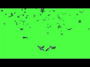 Green Screen Pigeons