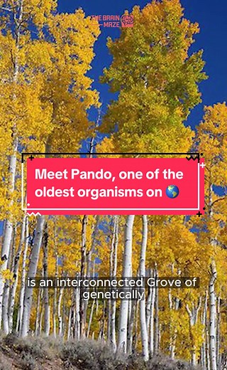 The Brain Maze sur TikTok