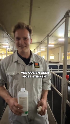 🤭 We beginnen het nieuwe jaar met een pikant onderwerp. 🐽 Snif snif, ahum, ruikt het naar seks in onze stallen? 👆 Kom meer te weten over ons kwaliteitslabel op www.durocdolives.be. #durocdolives #varkensvlees #kwaliteitslabel #farm #varkens | Duroc d'Olives